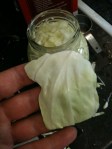 Torn Square of Cabbage